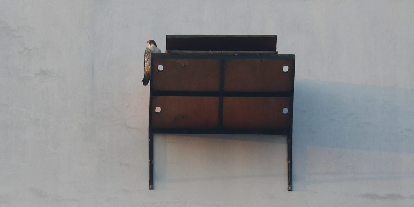 Suivi des faucons pèlerins à Colombes